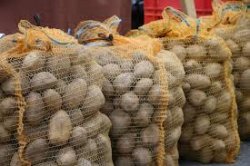 Kočičáci BRAMBORIÁDA - Skládáme pytle brambor - říjen 18-19