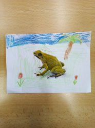 SLUNÍČKA - REKORDY ZVÍŘAT - PRALESNIČKA STRAŠNÁ - ČERVEN 24-25