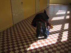 Obrázek galerie - 
